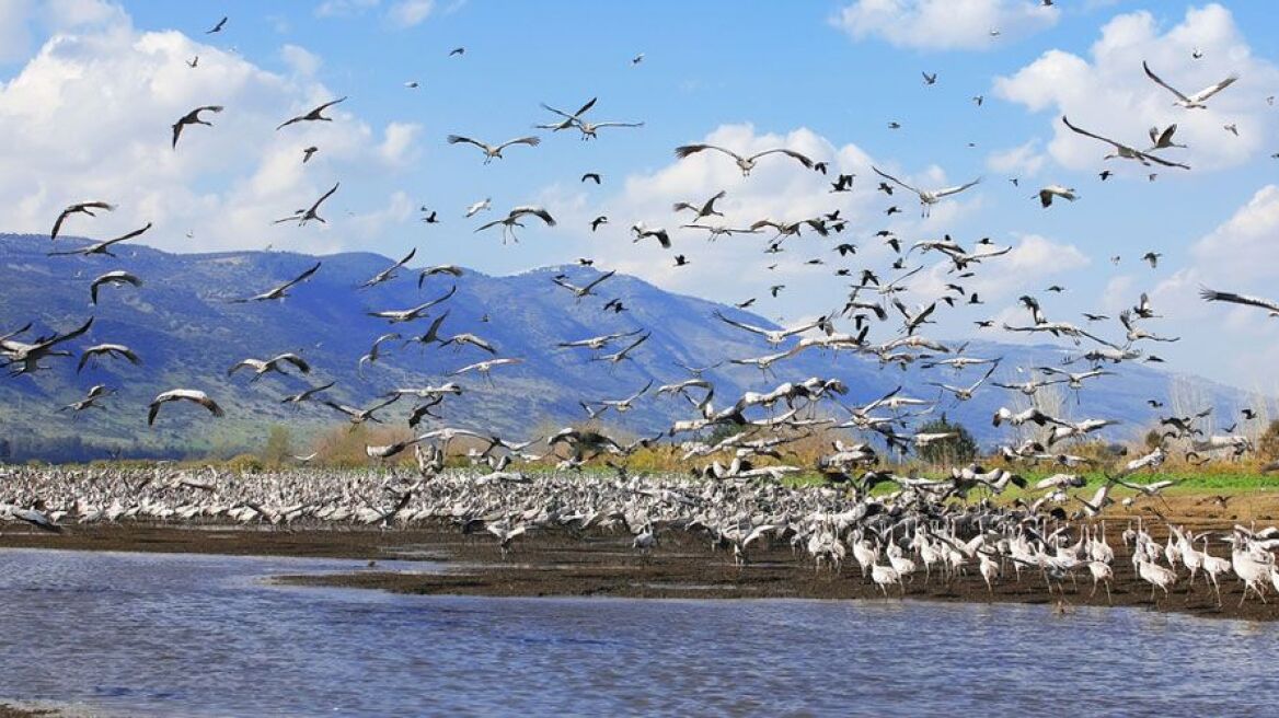 Ιδιαίτερη προτίμηση στο Δέλτα του Έβρου δείχνουν τα μεταναστευτικά πουλιά